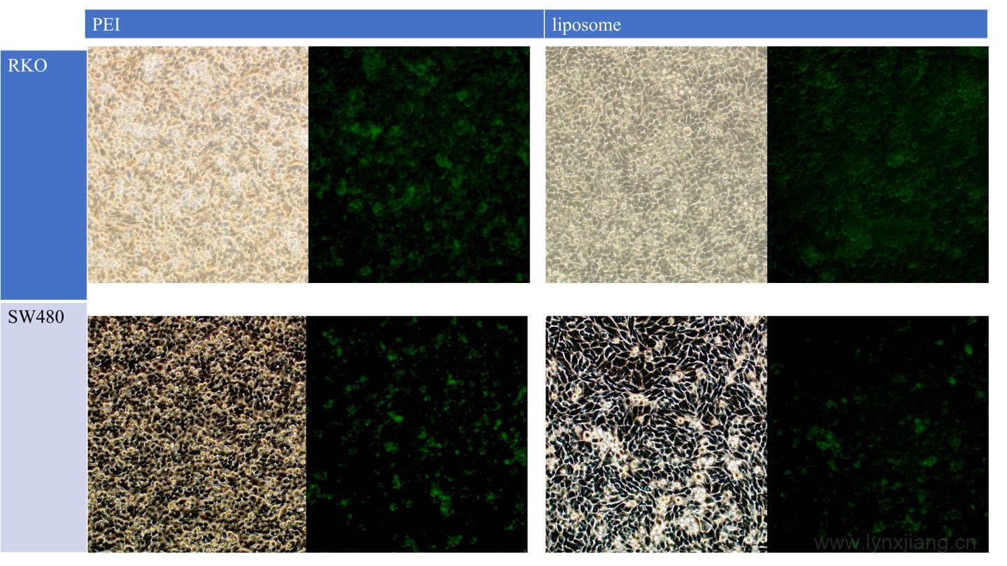 Four-panel scientific image comparing PEI and liposome delivery across RKO and SW480 cells with bright-field and fluorescence views.
